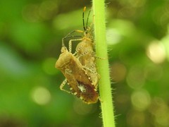 Anasa repetita