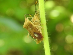Anasa repetita
