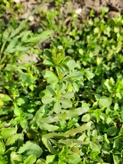 Galium