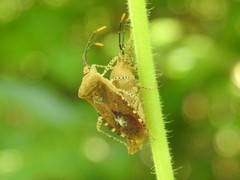 Anasa repetita