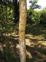 Vepris trichocarpa