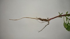 Chenopodiastrum murale