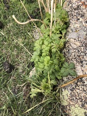 Delphinium gubanovii