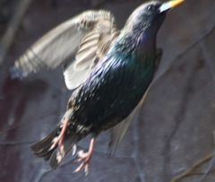 Sturnus vulgaris