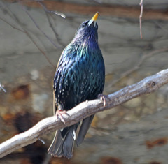 Sturnus vulgaris