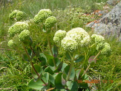 Hylotelephium caucasicum