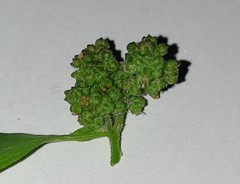Chenopodiastrum murale