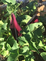 Arum palaestinum