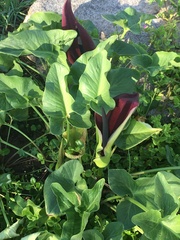 Arum palaestinum