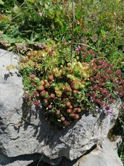 Sempervivum globiferum
