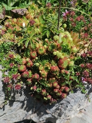Sempervivum globiferum
