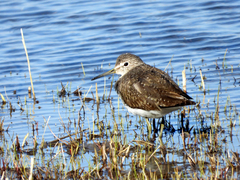Tringa ochropus