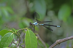 Diphlebia euphoeoides