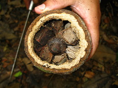 Pachymerus nucleorum