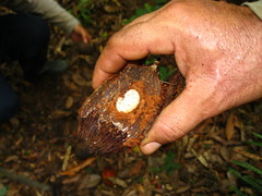 Pachymerus nucleorum