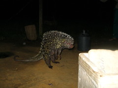 Coendou longicaudatus