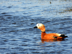 Tadorna ferruginea