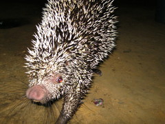 Coendou longicaudatus