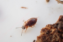 Anthobium atrocephalum