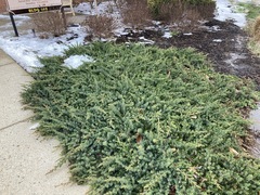 Juniperus rigida conferta