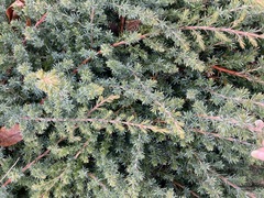 Juniperus rigida conferta