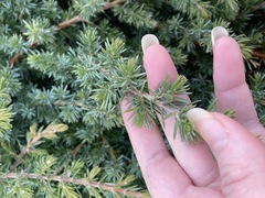 Juniperus rigida conferta