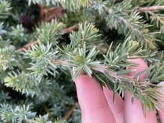 Juniperus rigida conferta