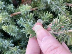 Juniperus rigida conferta