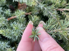Juniperus rigida conferta