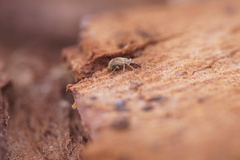 Trichopterapion holosericeum