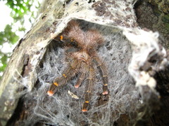 Avicularia rufa