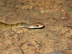 Dendrophidion dendrophis