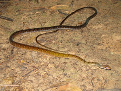 Dendrophidion dendrophis