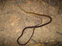 Dendrophidion dendrophis