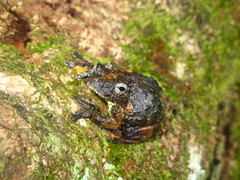 Dendropsophus marmoratus