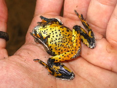 Dendropsophus marmoratus