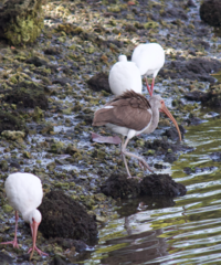 Eudocimus albus
