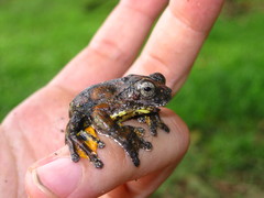 Dendropsophus marmoratus