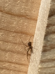 Megalepthyphantes nebulosus