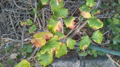 Toxicodendron diversilobum