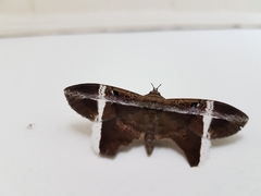 Hemeroblemma mexicana