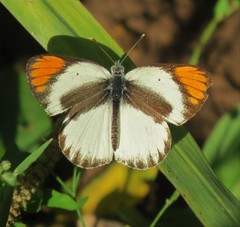 Colotis pallene