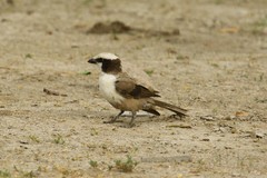 Eurocephalus anguitimens