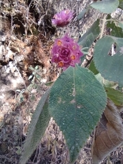 Lippia callicarpaefolia