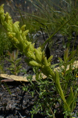 Disa cylindrica
