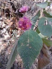 Lippia callicarpaefolia