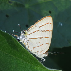 Hemiolaus caeculus