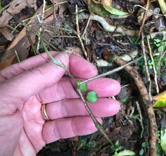 Parsonsia heterophylla