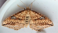 Orthonama evansi