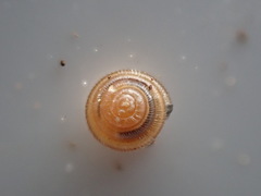 Spermodea lamellata